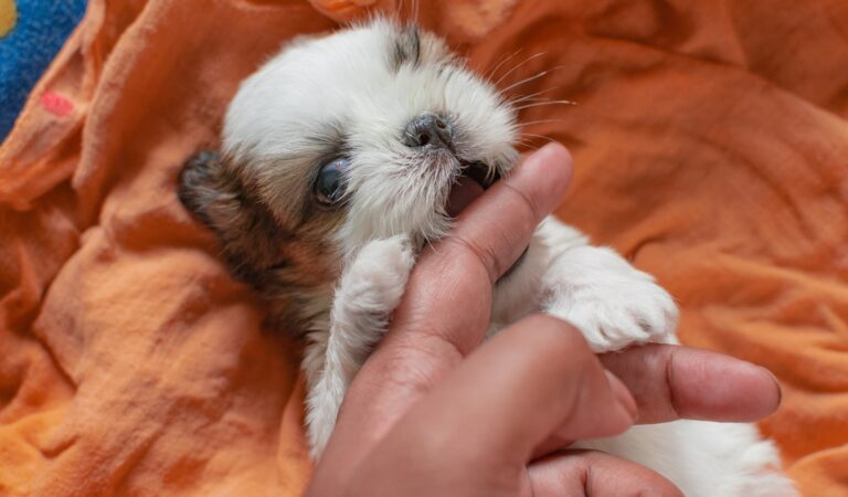 Shih Tzu Puppy Care Tips: How to Take Care of Your New Pup