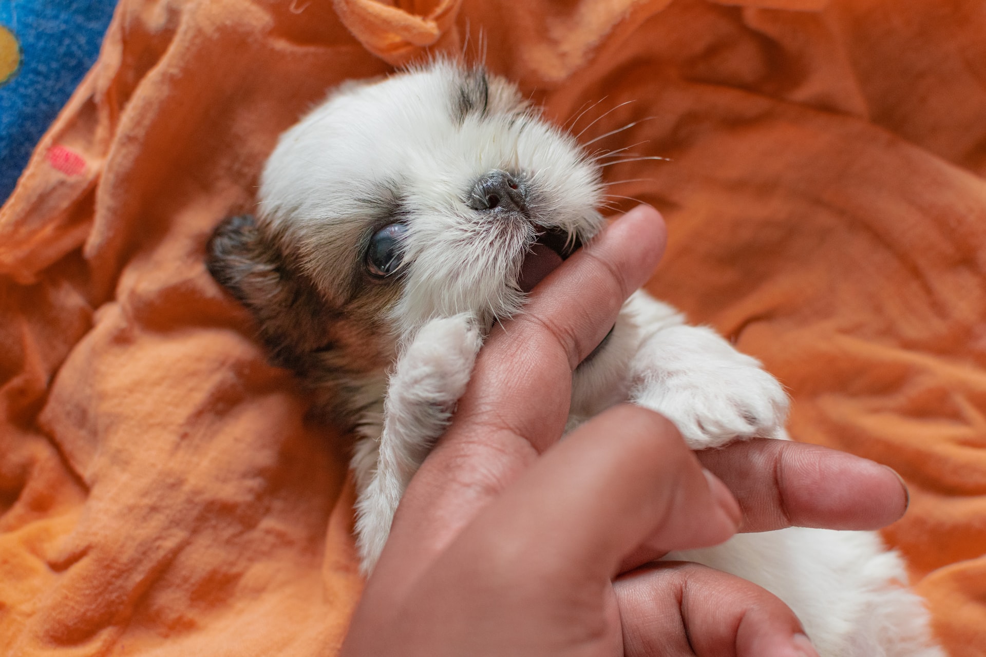 Shih Tzu Puppy Care