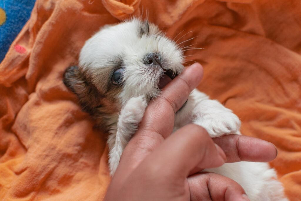 Shih Tzu Puppy Care - Bathing