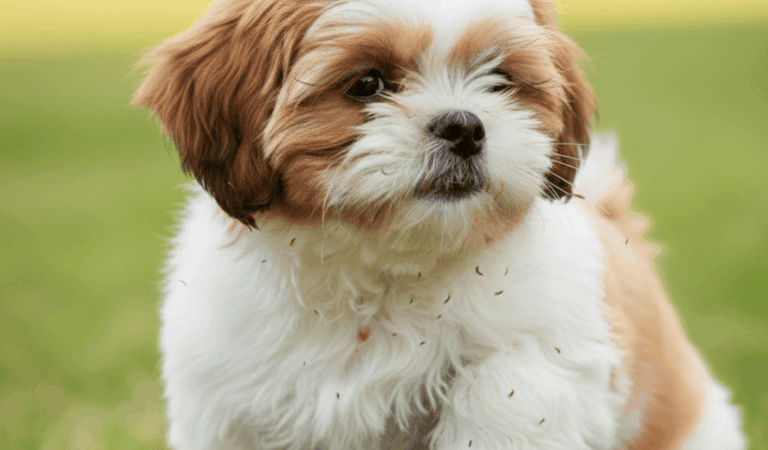 Dog Shampoo: 7 Surprising Things to Consider