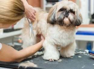 Grooming Shih Tzu dogs and puppies-min