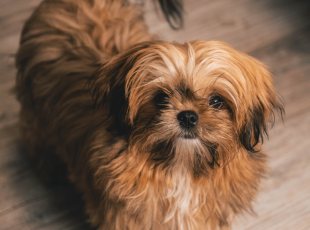 shih tzu brindle