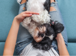 shih-tzu-slide-img-1